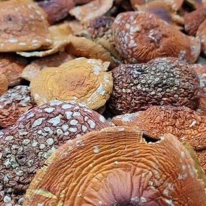 461ff39d-5829-4933-834b-159788e8cab9 Amanita Dried Raw shrooms