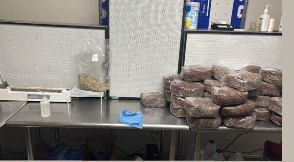 4b02046d-65ed-4c90-8fd5-e6cc2cd96489 Spores