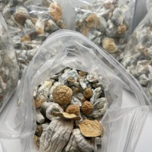 86e78729-603f-4e89-88ea-13a66b8726c9 Golden teachers or known as magic mushroom